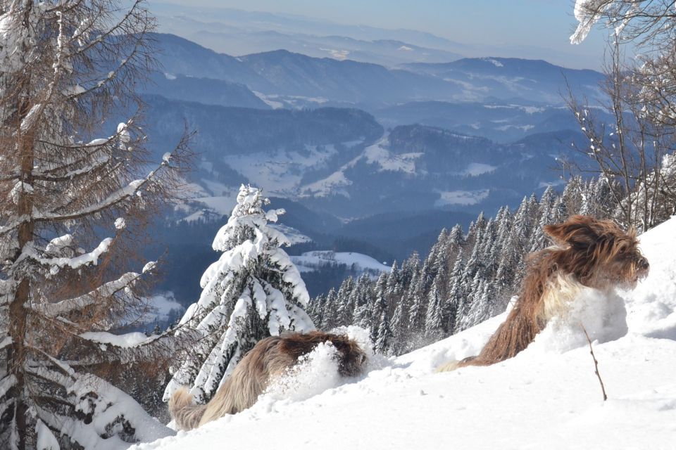 Zima 2014 - foto povečava