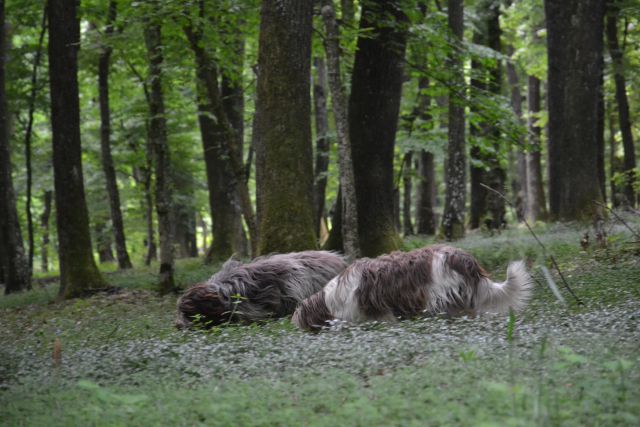 Bukovniški gozd - foto