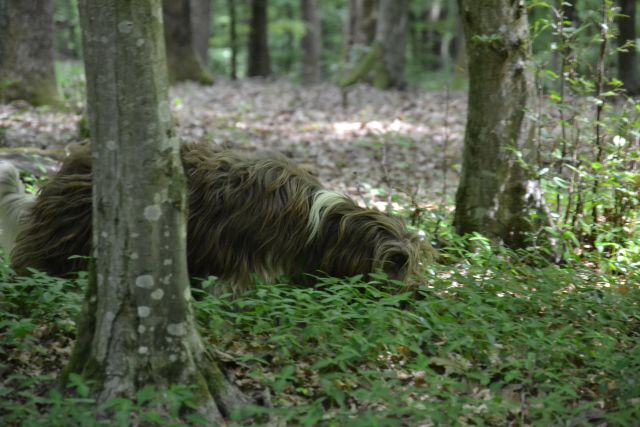 Bukovniški gozd - foto
