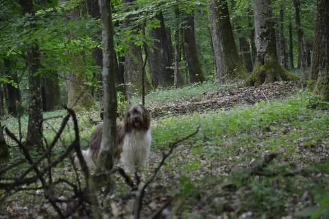 Bukovniški gozd - foto