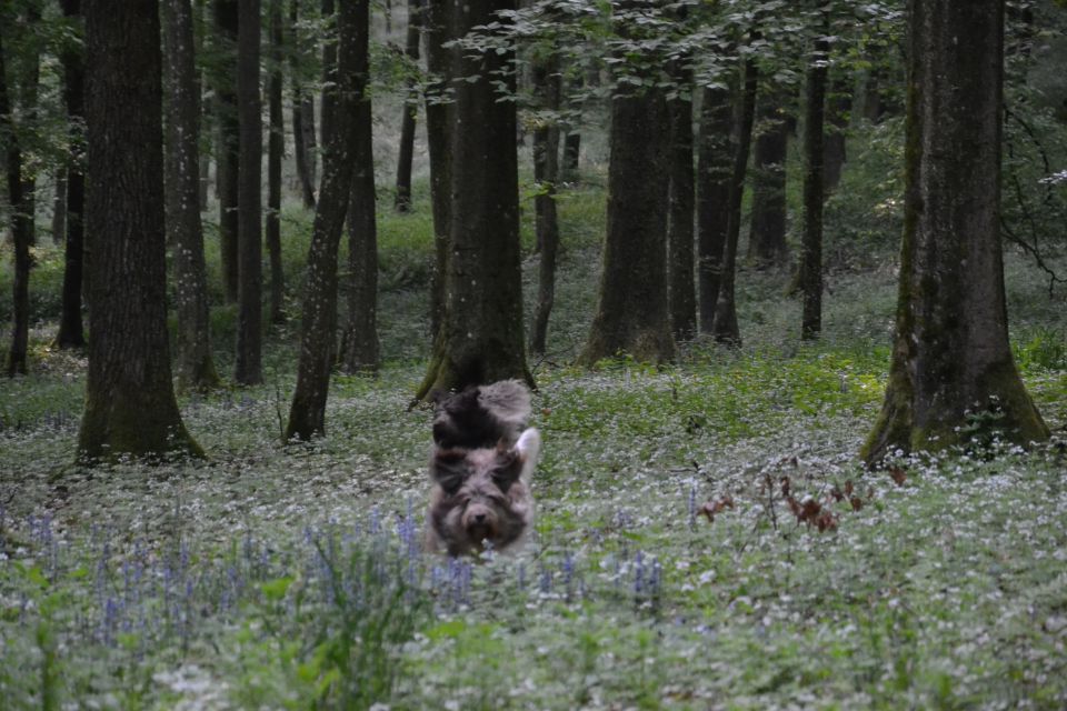 Bukovniški gozd - foto povečava