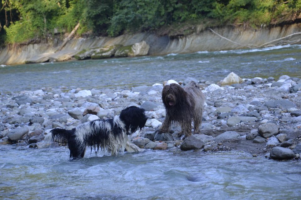 MLADIČKI SCHAPENDOES 2015 - foto povečava