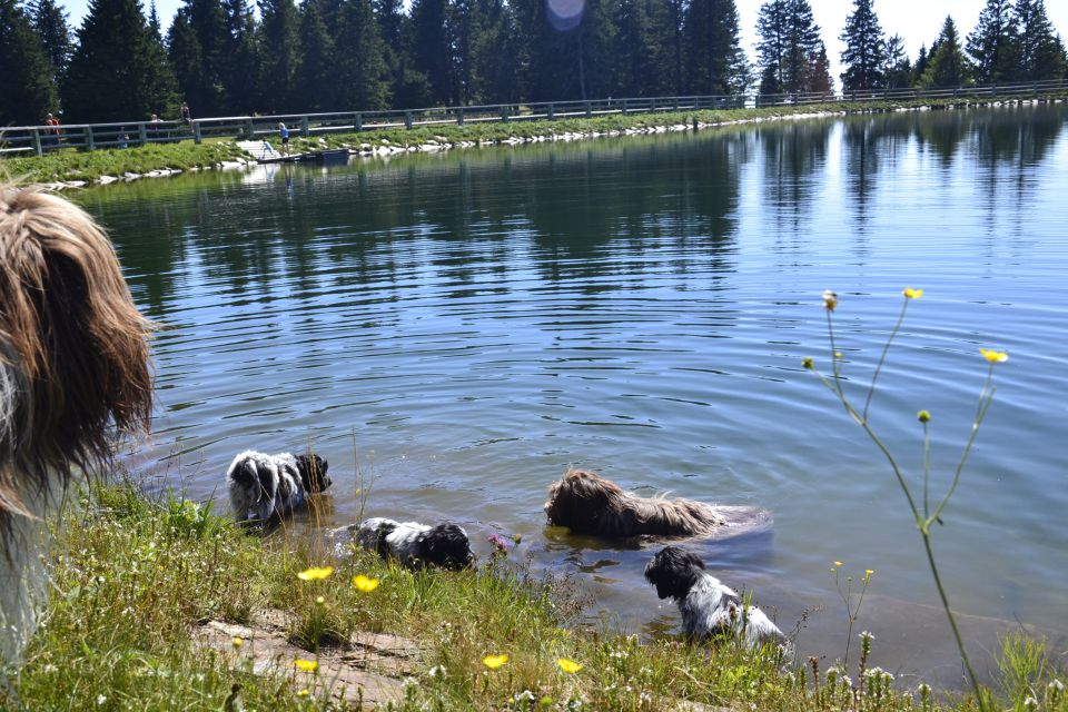 MLADIČKI SCHAPENDOES 2015 - foto povečava