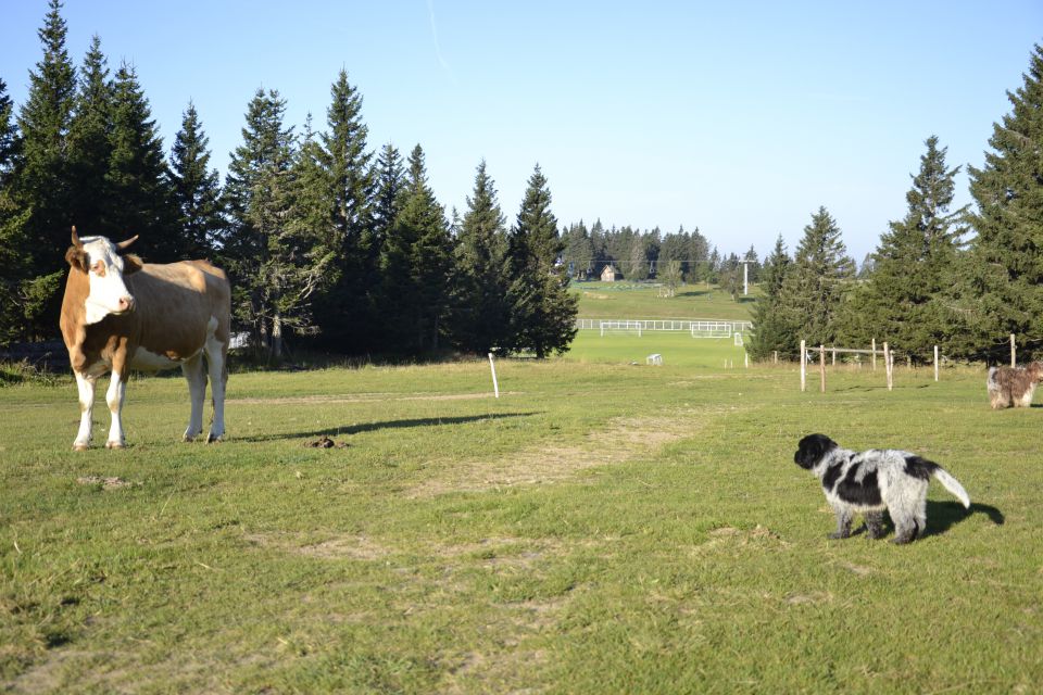 MLADIČKI SCHAPENDOES 2015 - foto povečava