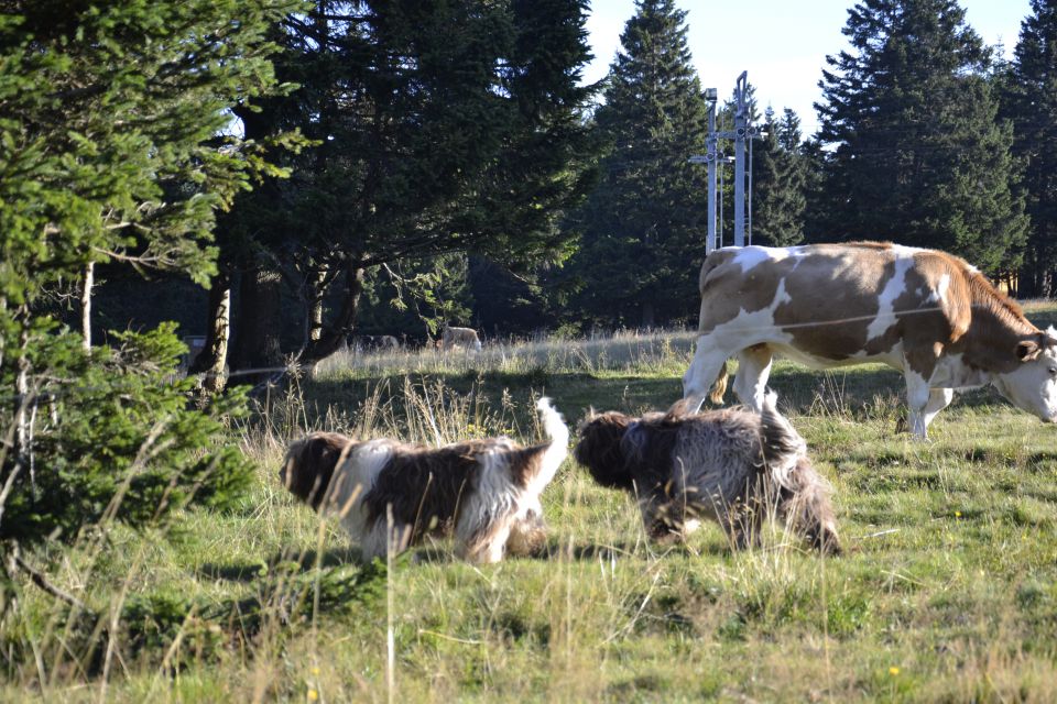 MLADIČKI SCHAPENDOES 2015 - foto povečava