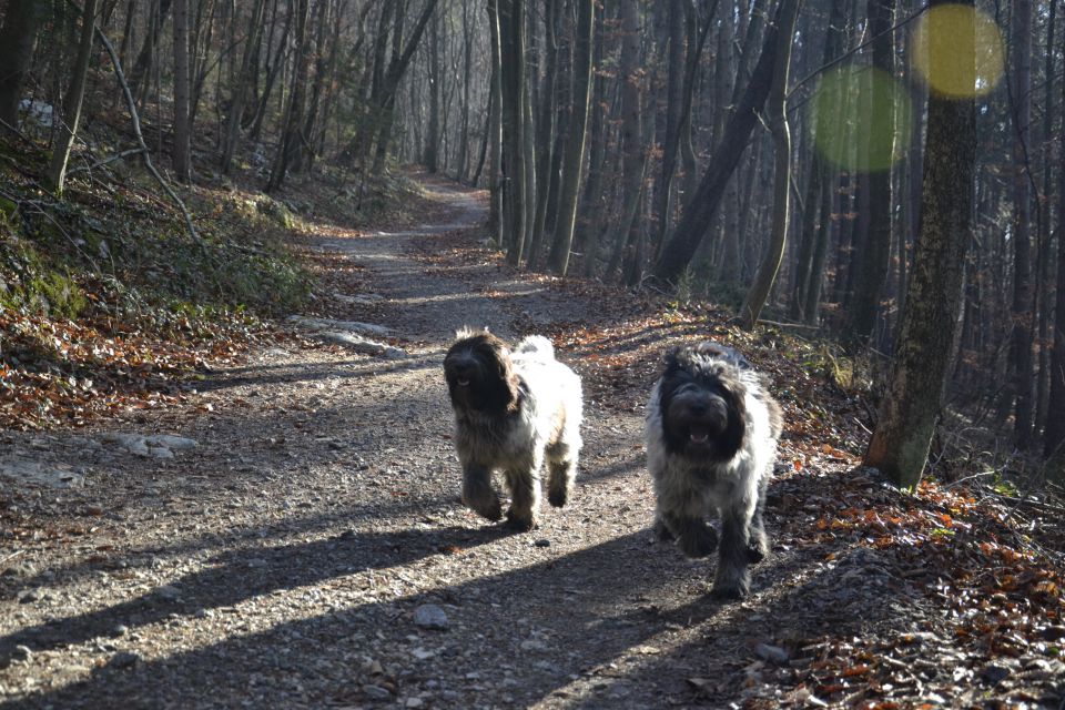 JESEN IN ZIMA -2015-16 - foto povečava