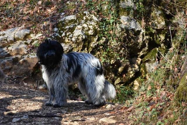 Schap ovčji koder my bear JIRA 2025 - foto