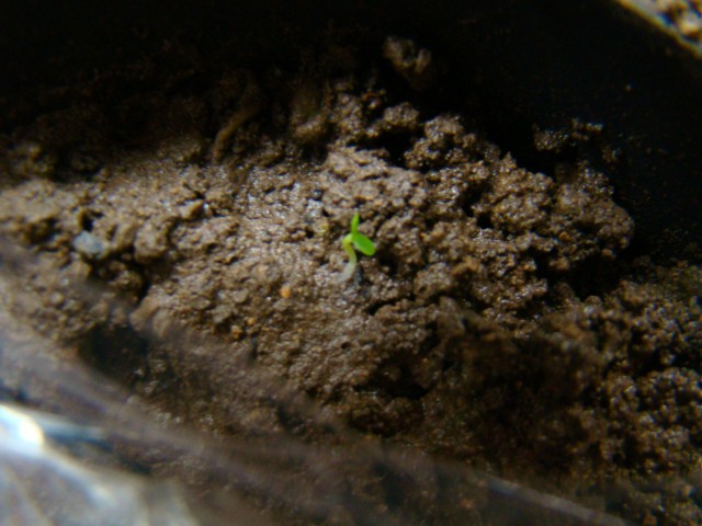 Moja čisto prva Gardenia Jasminoides...seme sem dobila iz Amerike