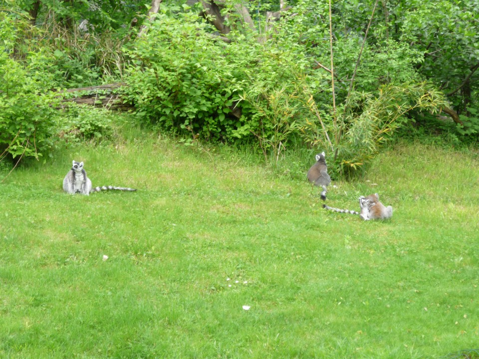 2.5.09 ZOO Zagreb - foto povečava