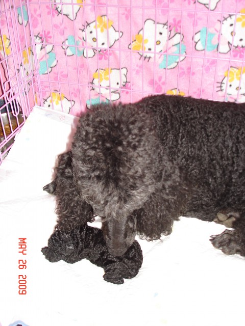 Princess United Color's Poodle - foto