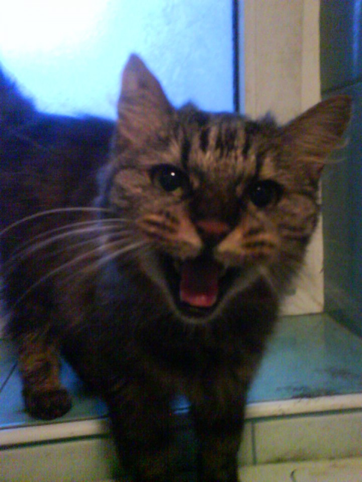 Inka - foto povečava