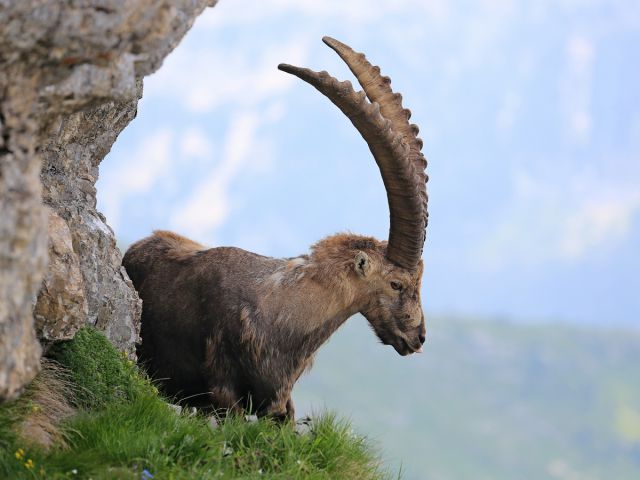 Kraljestvo kozoroga- ko ti pokaže jezik