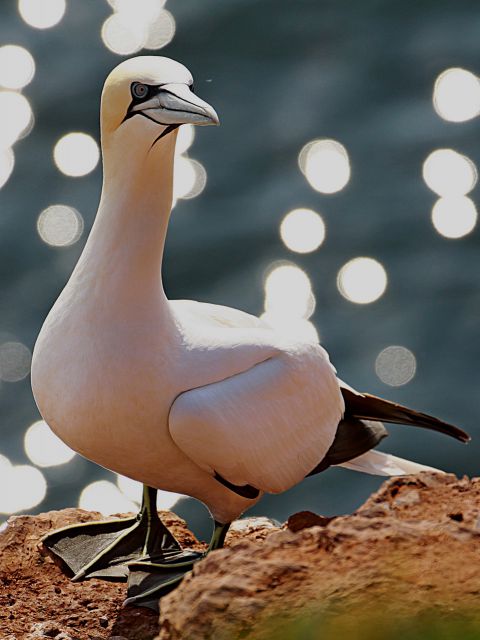 Helgoland 2012 - foto