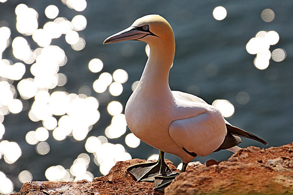 Helgoland 2012 - foto povečava