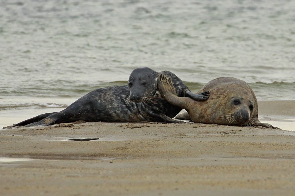 Helgoland 2012 - foto povečava