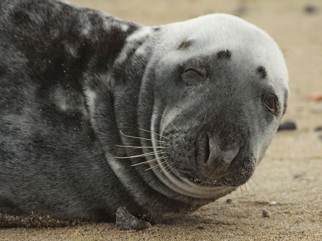 Helgoland 2012 - foto