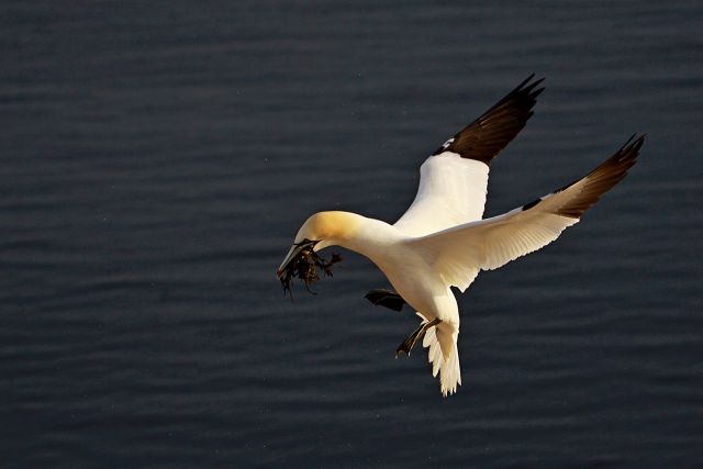 Helgoland 2012 - foto