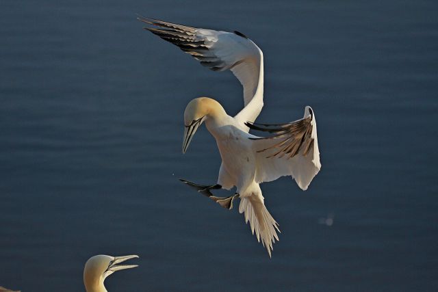 Helgoland 2012 - foto