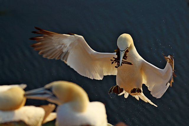 Helgoland 2012 - foto