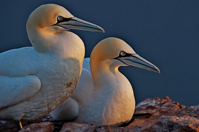 Helgoland 2012 - foto