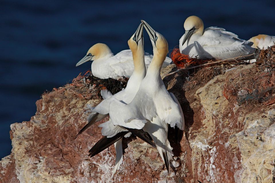 Helgoland 2012 - foto povečava