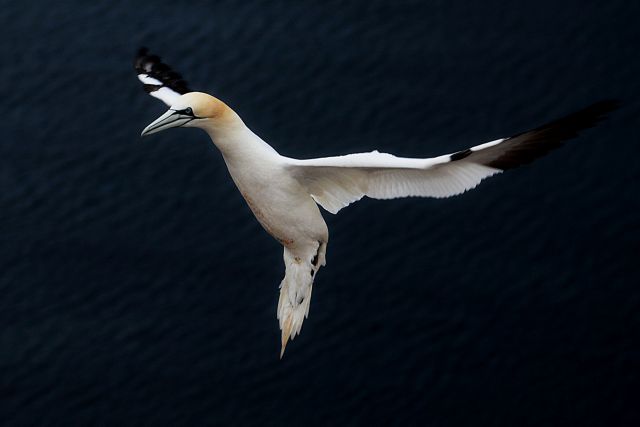 Helgoland 2012 - foto