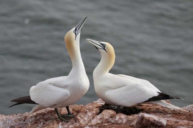 Helgoland 2012 - foto