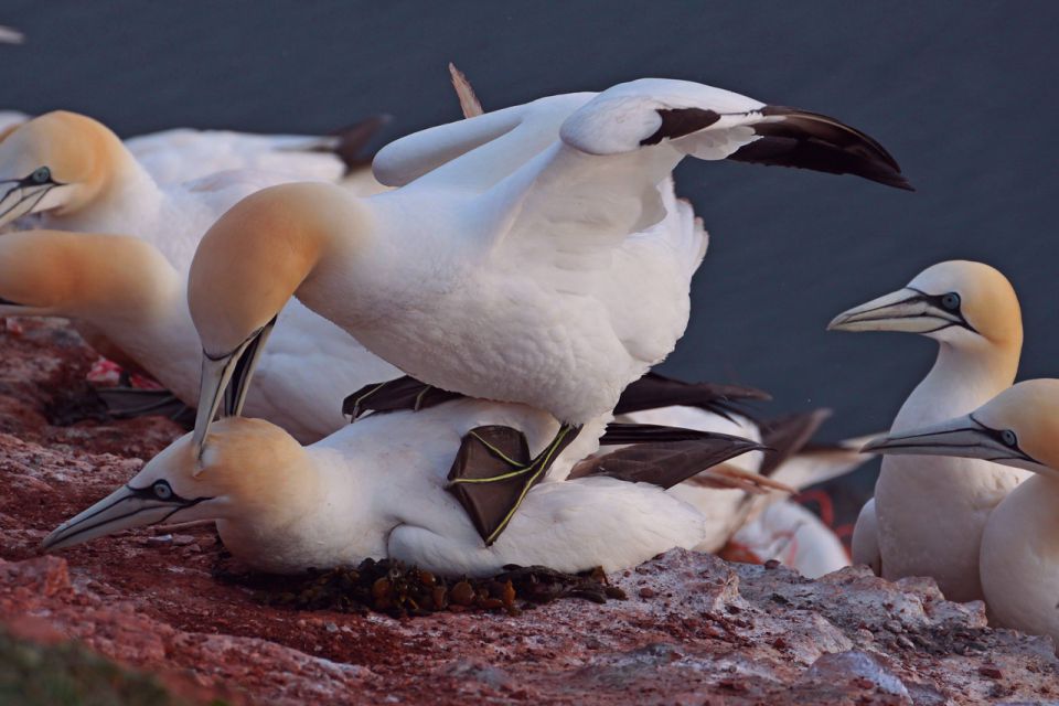 Helgoland 2012 - foto povečava