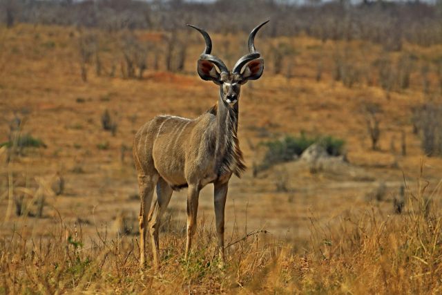 Kudu antilopa