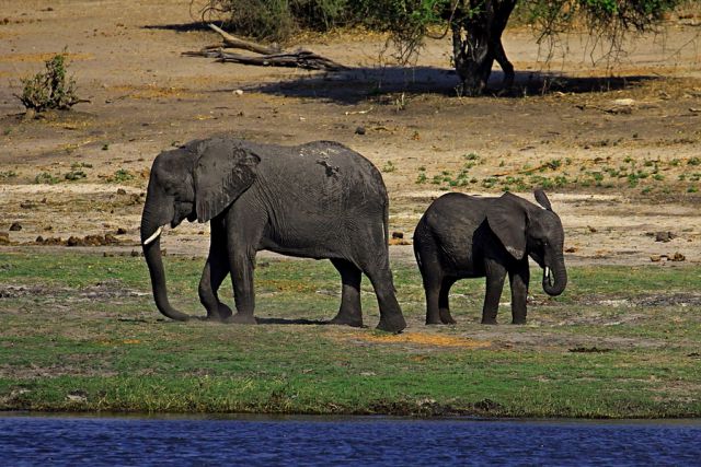 Zambija 2012 - foto