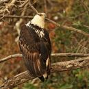 Fisha eagle