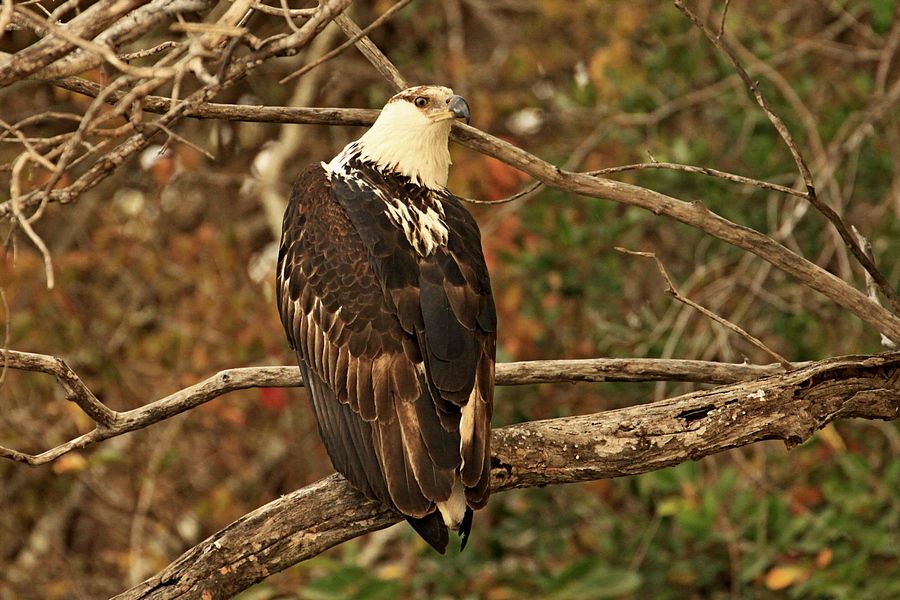 Fisha eagle