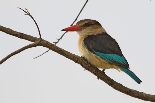 Vodomec (Kingfisher)
