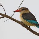 Vodomec (Kingfisher)
