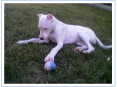 3 mesece
