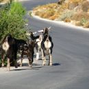 Koze in ostale zadeve brezskrbno na cesti...