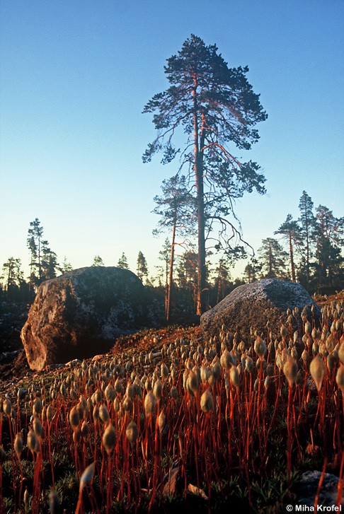 Narava - foto povečava