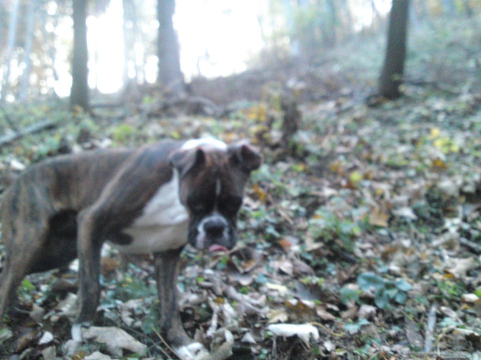 Mikey - foto povečava