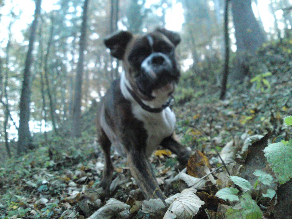 Mikey - foto povečava