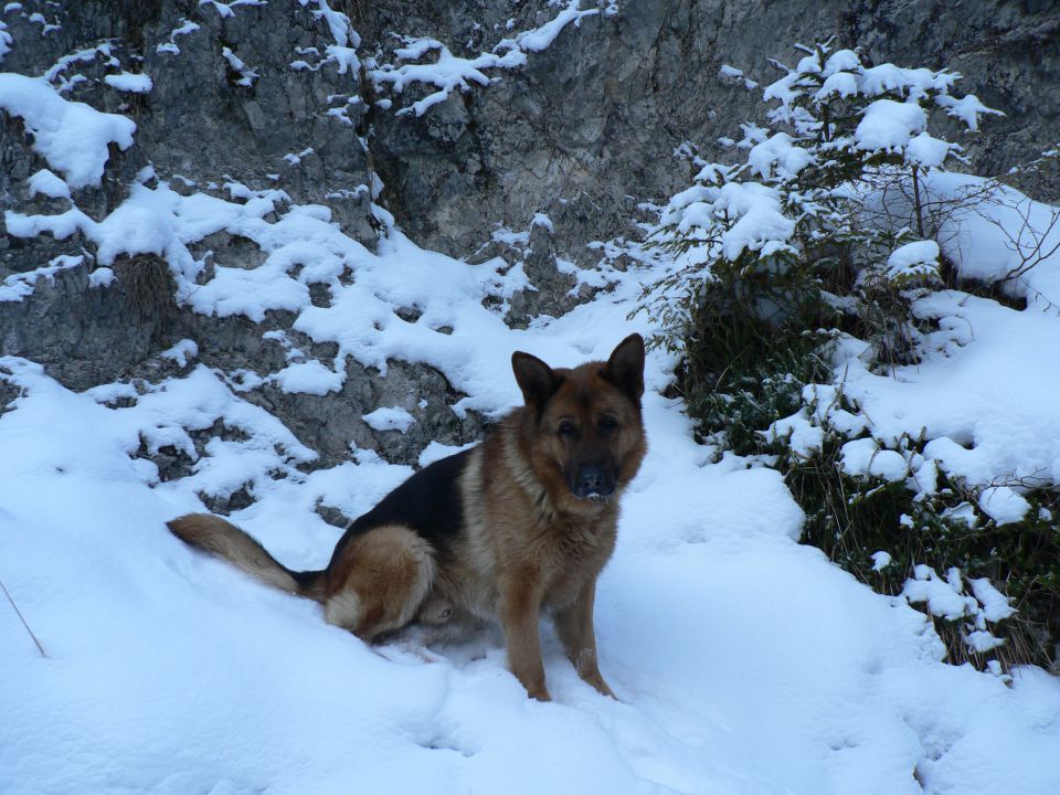 Astor na zimskem potepu(27.1.2010) - foto povečava