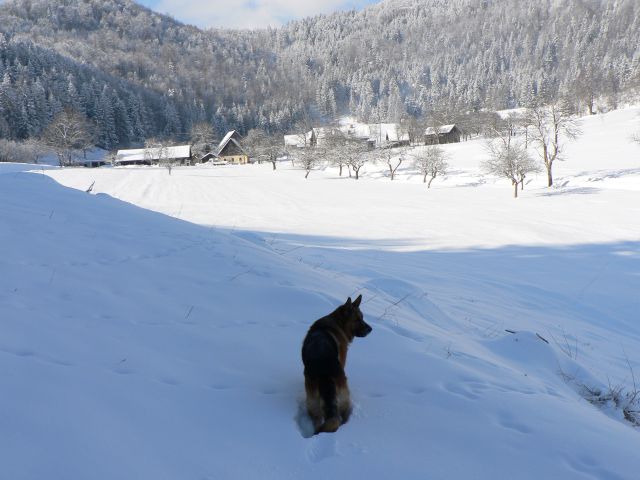 Astor na zimskem potepu(27.1.2010) - foto