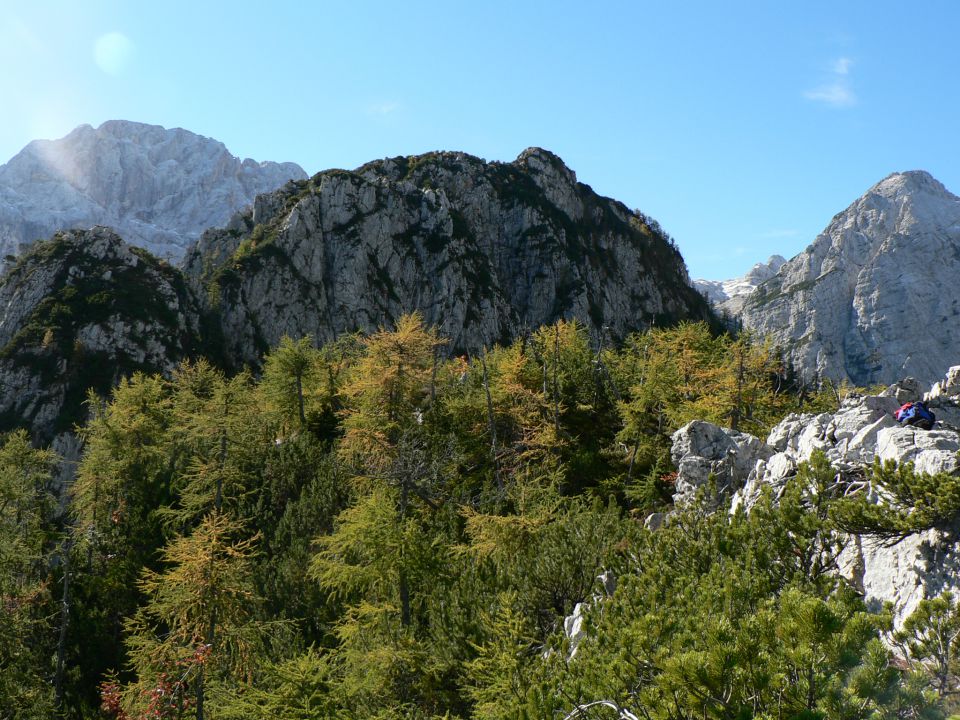 Požgana mlinarica - foto povečava