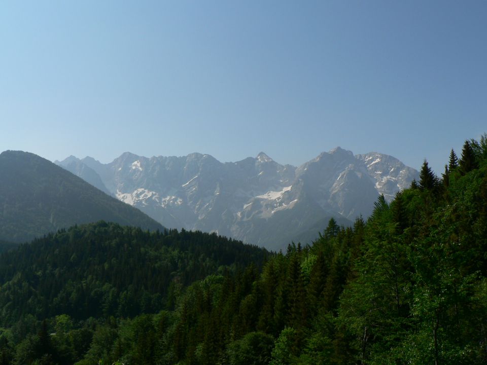 Pristovški storžič - foto povečava