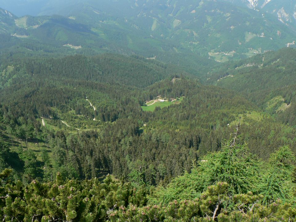 Pristovški storžič - foto povečava