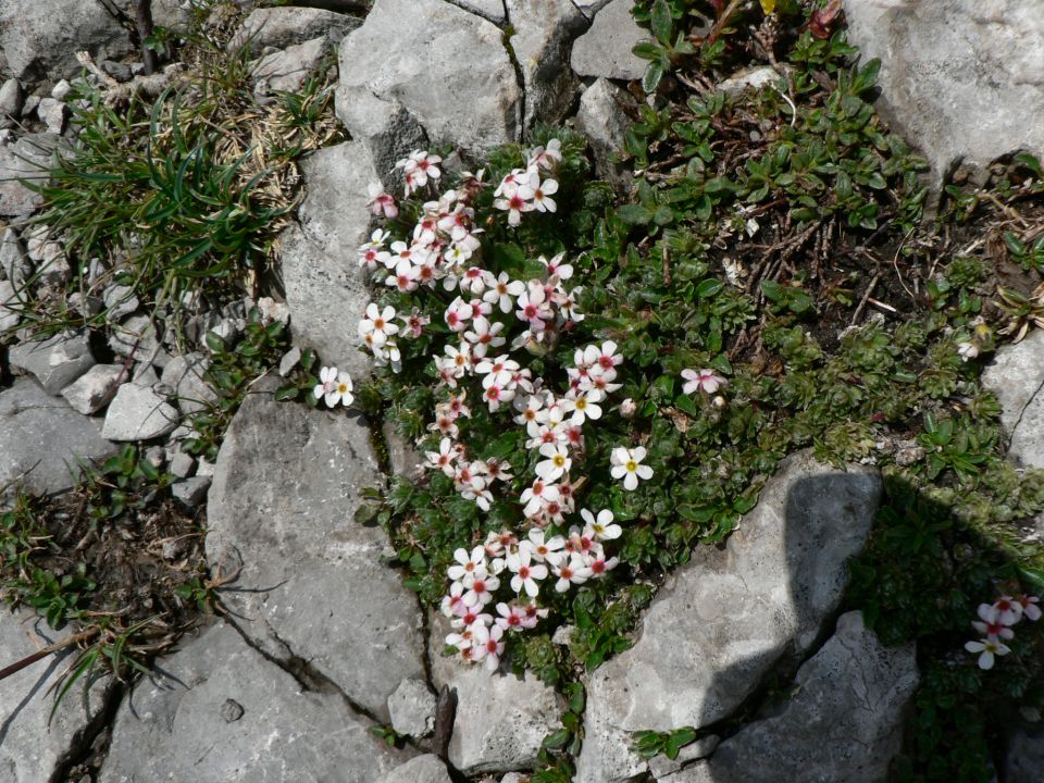 Snežnik - foto povečava