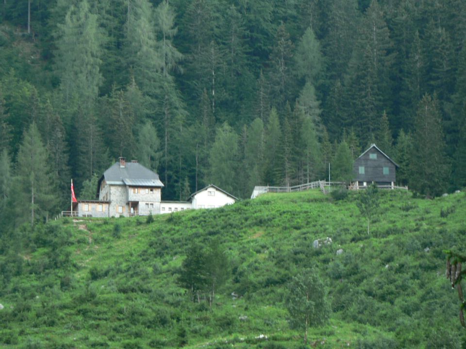 Cjajnik-košuta - foto povečava