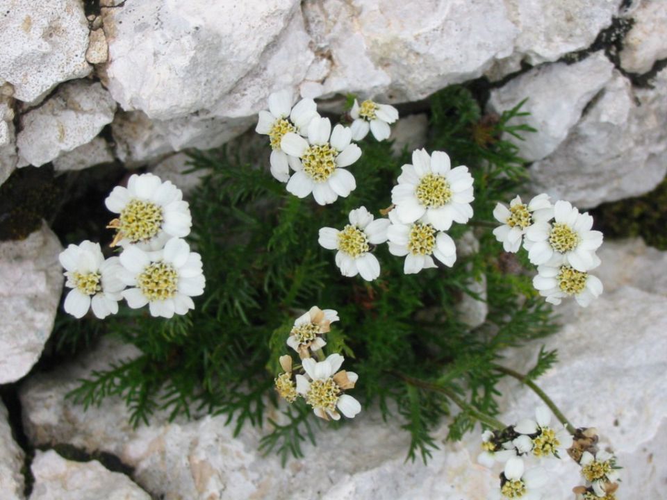 Planinsko cvetje - foto povečava