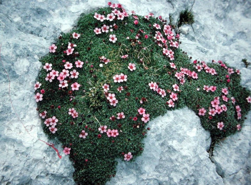 Planinsko cvetje - foto povečava