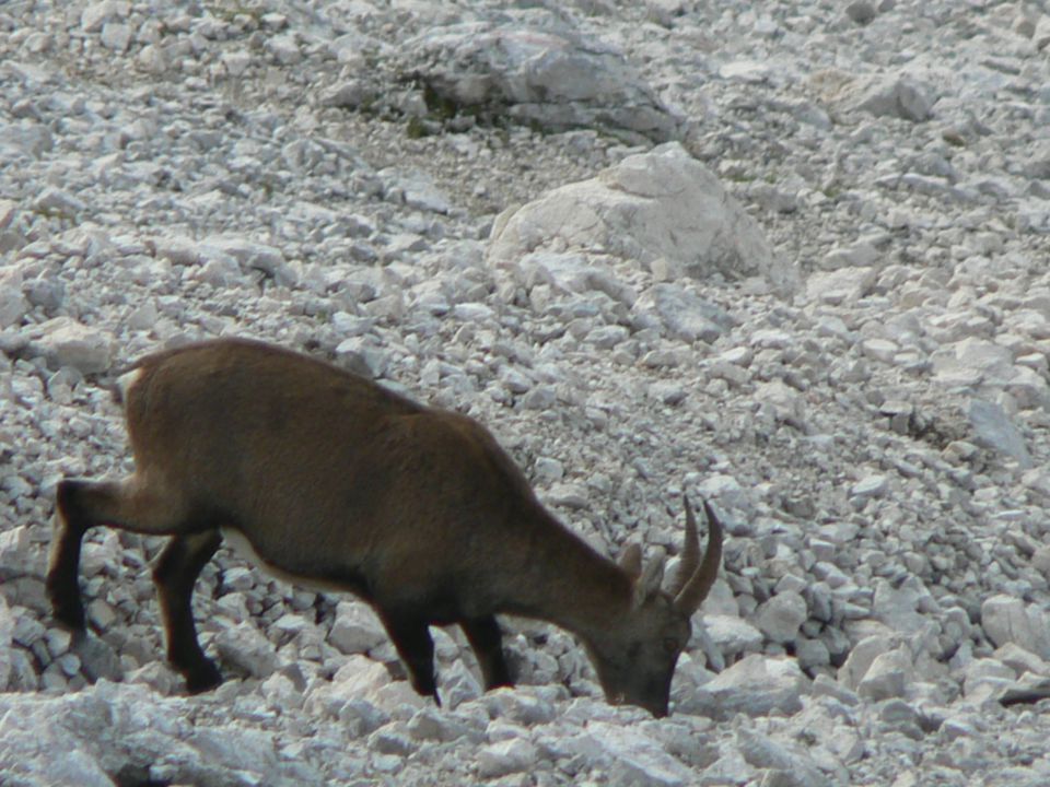 V. špice,triglav,rjavina - foto povečava