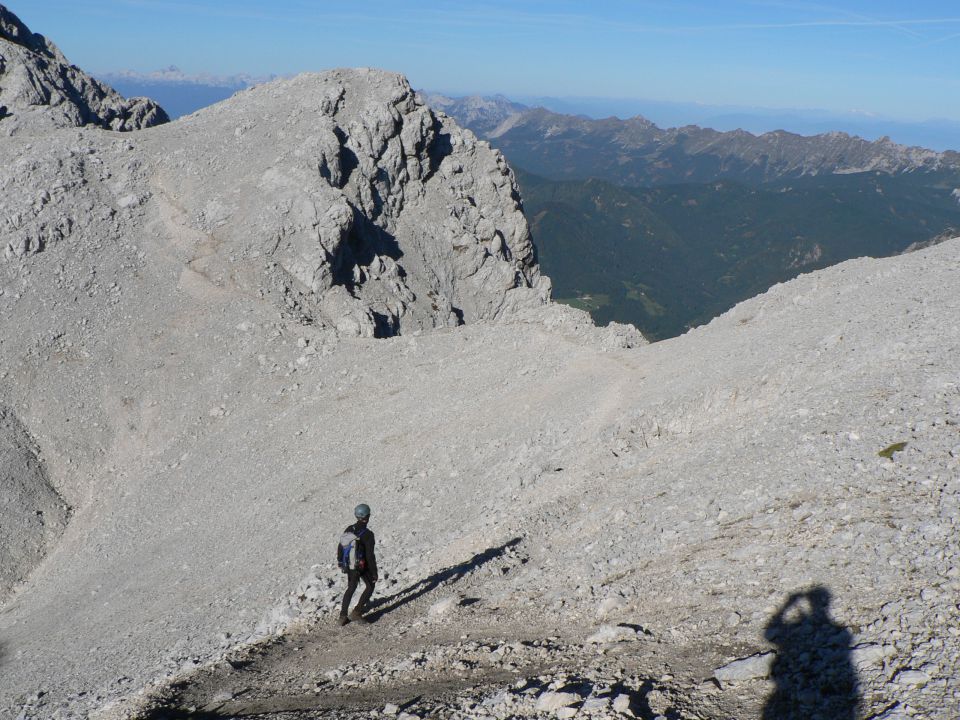 Skuta grintavec - foto povečava